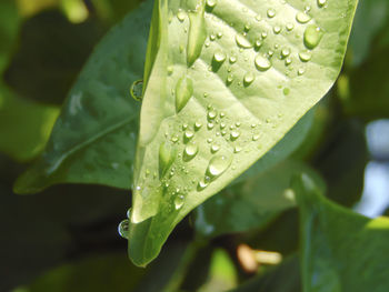 Close-up of raindrops on leaves