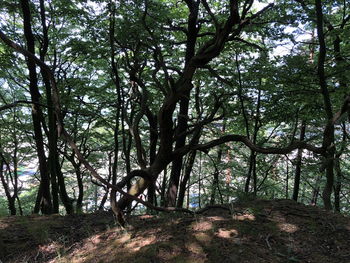 Trees in forest