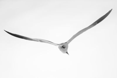 Close-up of bird flying against clear sky