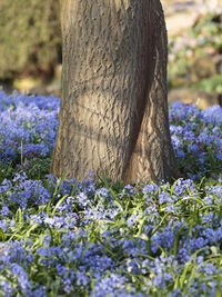 Close-up of purple flowering plant on tree trunk