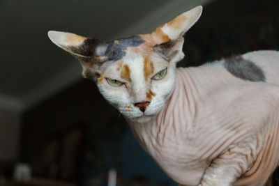 Close-up of cat looking away