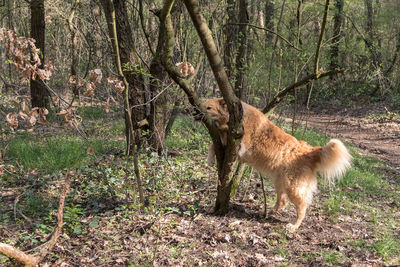 Sheep in a forest