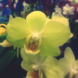 Close-up of yellow flower