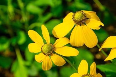Close-up of yellow flowering plant
