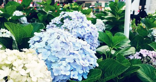 Close-up of hydrangea blooming outdoors