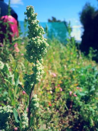 Close-up of plant growing on tree