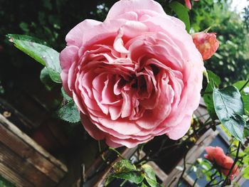 Close-up of pink rose