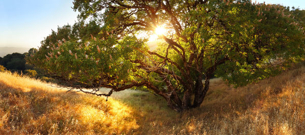 Trees on field against bright sun