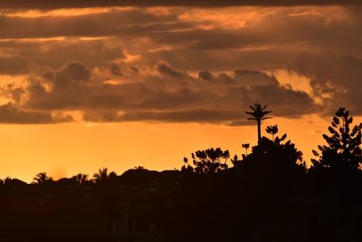 Silhouette plants and trees with dramatic sky during sunset