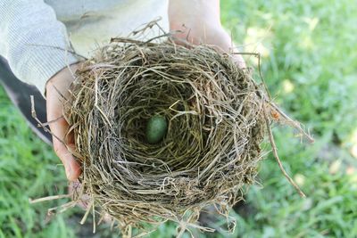 Close-up of young bird in nest