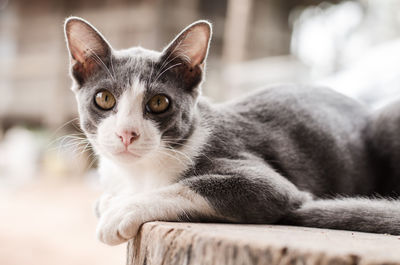 Close-up portrait of cat