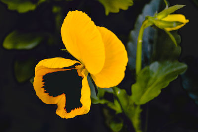 Close-up of yellow flowering plant