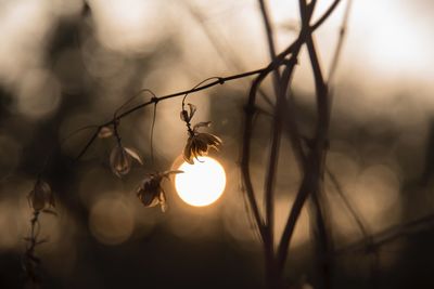 Close-up of wilted flowers against sunset