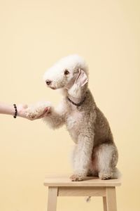 Cropped hand doing handshake with dog against beige background