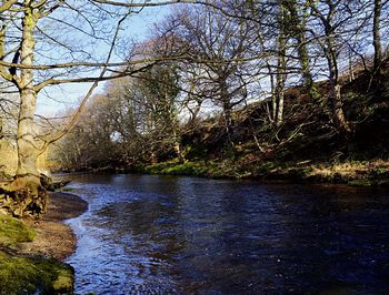 River passing through forest