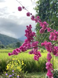 Close-up of pink flowers on field