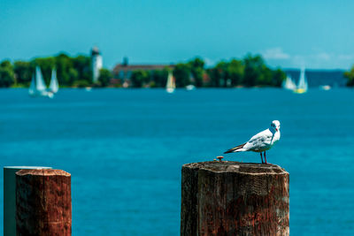 A seagull with fraueninsel in the background. bayern germany.