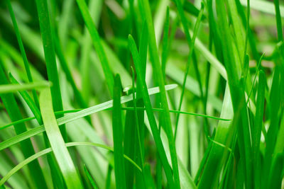 Close-up of grass growing on field