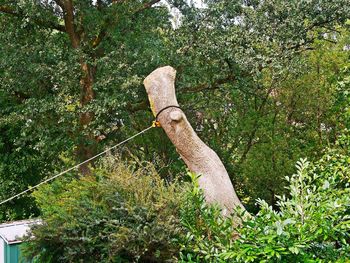 Low angle view of a tree