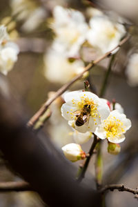 Close-up of white cherry blossom