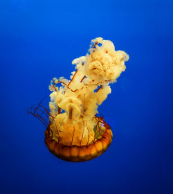 Close-up of jellyfish swimming in toledo zoo/ aquarium 