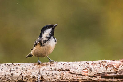 Bird perching on a wall