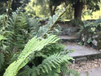 Close-up of fern leaves