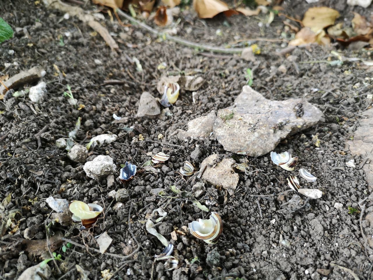 CLOSE-UP OF STONES ON FIELD