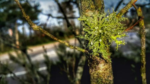 Close-up of tree trunk