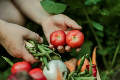 Close-up of hand holding tomatoes and green beans