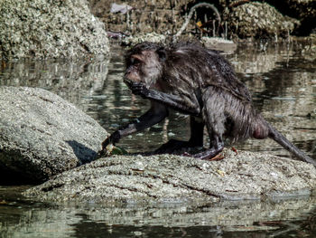 View of a drinking water from rock