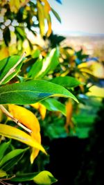 Close-up of plant