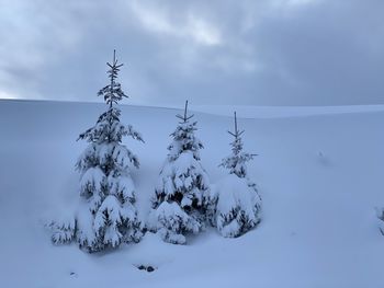 Plants growing on snow covered land against sky