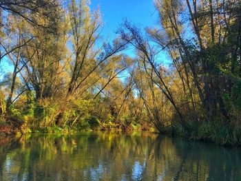 Trees by lake in forest against sky