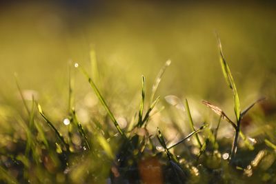 Close-up of dew on grassy field