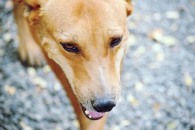 Close-up portrait of a dog