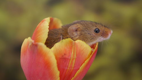 Close-up of honey bee on flower