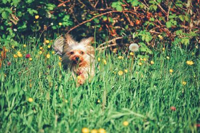 Dog in grass