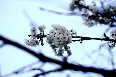 Close-up of white flowers