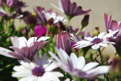 Close-up of pink flowers