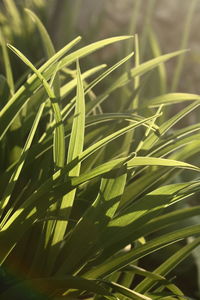 Close-up of grass