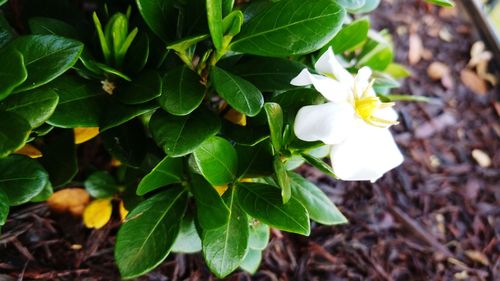 Close-up of white flowering plant