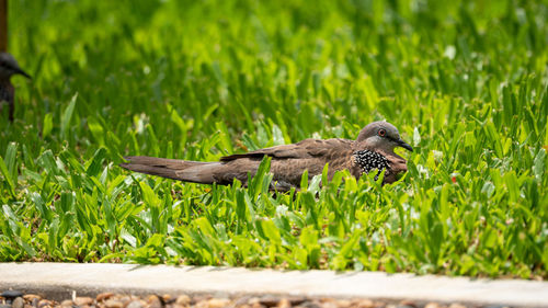 Bird flying over a field