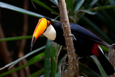 Close-up of bird perching on plant