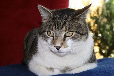 Close-up of cat