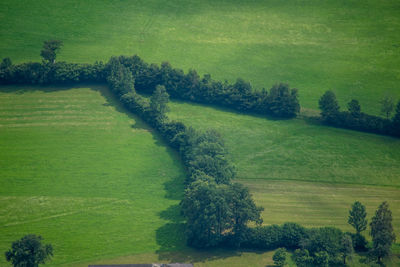 High angle view of trees on land