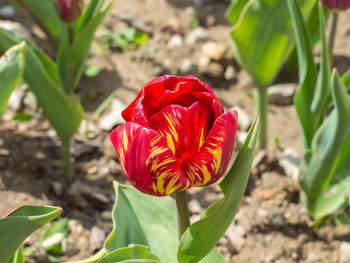 Close-up of red flower blooming in field