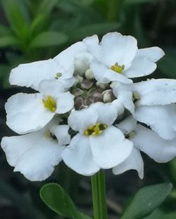 Close-up of white flowering plant