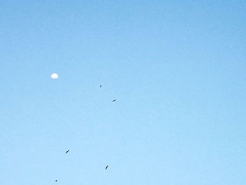 Low angle view of birds flying in sky