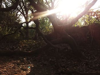 Trees in forest